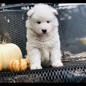 Meet your Posher, Tara